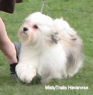 A white with tan and grey Havanese is trotting around in grass at a dog show and looking up at its handler who is running next to it
