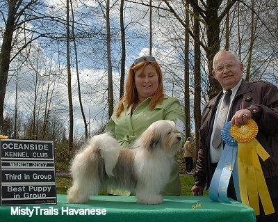 A white with tan and black Havanese is standing on a table in front of a person wearing a lime green shirt. There is a man standing next to them holding a sky blue and a yellow ribbon..