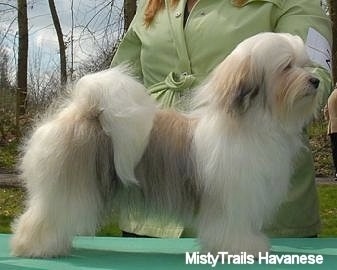 Right Profile - A white with tan and black Havanese is standing outside on a green table being posed in a show stack by a person behind it dressed in lime green.