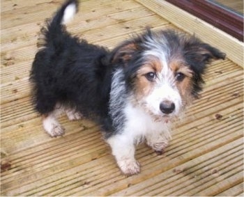 A fuzzy looking, medium haired, tricolored, black with white and tan Corgi/Border Collie mix puppy is standing on a wooden porch and it is looking forward.