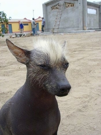 A Hairless Khala is sitting in sand with people at a house behind it.