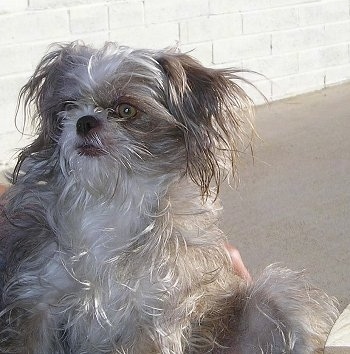 A longhaired, straggly-looking, grey with white ShiChi dog is sitting on a porch chair looking up and to the left.