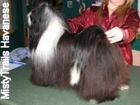 A black with white Havanese is standing on a green countertop being posed in a stack by a lady in red.