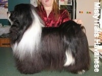 A black with white Havanese is standing on a green countertop. Behind it is a person posing it in a show stack pose.