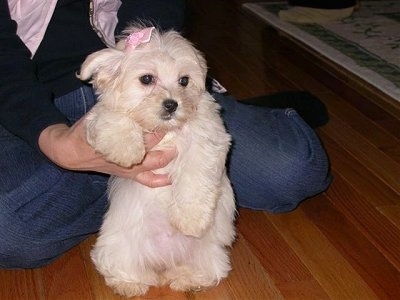 A tan Havanese puppy is wearing a pink bow being held up by the hands of a person wearing blue jeans, a black shirt and a pink scarf who is sitting on the hardwood floor behind it.