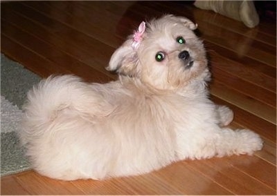 A tan Havanese puppy is laying partially on a rug and on a hardwood floor wearing a pink bow.
