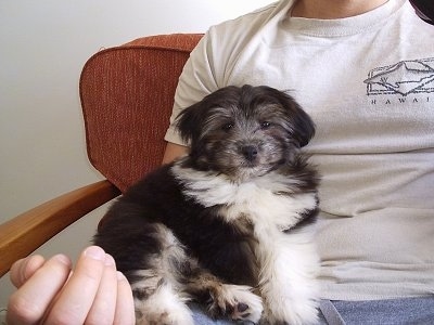 A black with white Havanese puppy is sitting in the lap of a man who is sitting in a chair.
