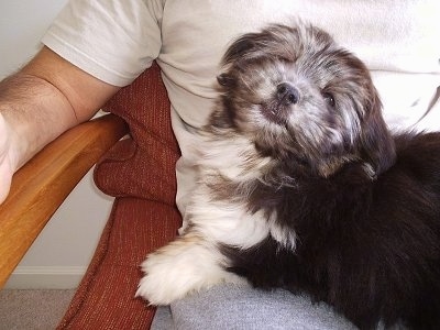 A black with white Havanese puppy is laying in the lap of a man with its head tilted to the right.