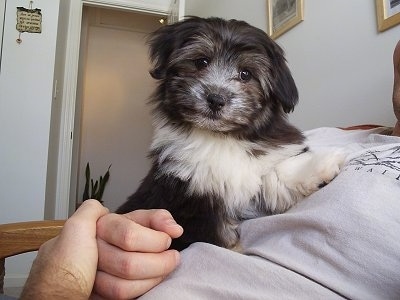 A black with white Havanese puppy is laying on the chest of a man who is wearing a gray shirt. Its head is tilted to the right
