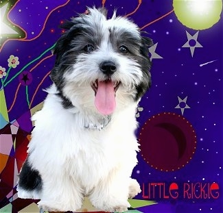 A composited image of A black and white Havanese puppy has been placed on a funky background with a lot of lines and dots and circles. The words - LITTLE RICKIE - are overlayed. The Havanese puppys mouth is open and tongue is out