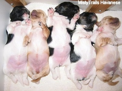 Havanese Puppies on Havanese Puppies  Tummies At 9 Days Old  Photo Courtesy Of Claudine