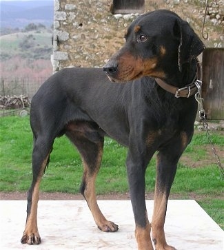 A black and tan Greek Hound is standing on a concrete slab and looking to the left with a stone house behind it.