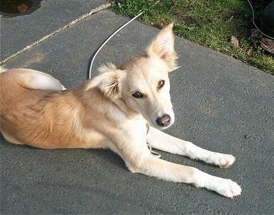 A tan Himalayan Sheepdog mix is laying on a sidewalk and looking up