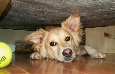 Rani, the Himalayan Sheepdog at 10 months old