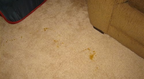 urinating on carpet