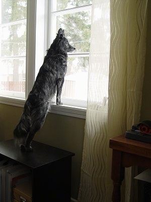 The right side of a white and black Border Jack that is standing up against a window seal and it is looking out of the window.