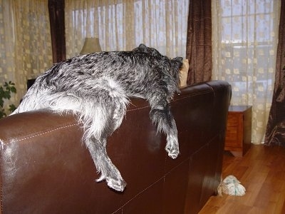 The back right side of a white and black Border Jack that is laying across the back of a couch