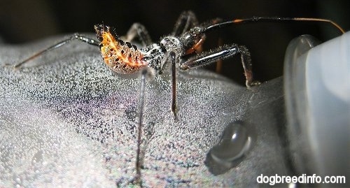 backside of immature wheel bug on a water bottle