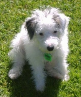 A white with grey Jack-A-Poo puppy is sitting in grass