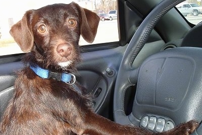 A  chocolate with white Jack-A-Poo is jumped up at a steering wheel inside of a car and looking to the right