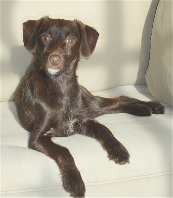 A chocolate with white Jack-A-Poo is laying on a tan couch