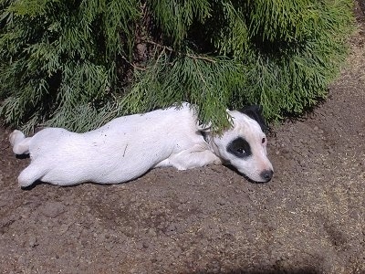 A white with black Jack Russell Terrier is laying in dirt under an evergreen tree. The dog is all white with one black circle patch around one of its eyes.