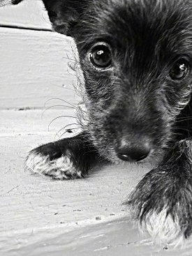 Close Up corner head and front paw shot - A Jack-A-Poo puppy is standing on a wooden porch and looking up