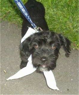 A black Jack-A-Poo is wearing a white bandana. It is standing partially on a sidewalk and in grass