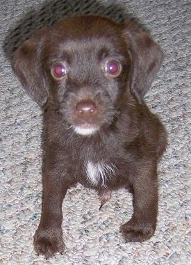 A little chocolate with white Jack-A-Poo is sitting on a tan carpet and looking up