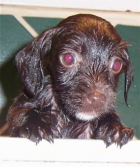 Close Up head shot - A wet chocolate with white Jack-A-Poo is jumped up with its paws on the side of a white tub