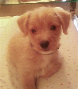 A small tan Jack-A-Poo puppy is sitting on top of a paper towel, on top of a glass table.