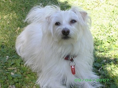 A long-haired white Jack-A-Poo is laying in grass and looking up