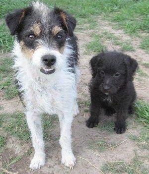 A white with black and tan Jack-A-Poo is standing next to a sitting black Jack-A-Poo puppy outside in the dirt area of patchy grass.