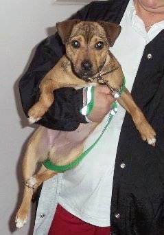 A tan with brown Jack Chi puppy is being held up in the air against a person