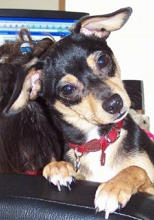 A black with tan and white Jack Chi puppy is standing against the back of a computer chair that a person is using. The Jack Chi's head is tilted to the left