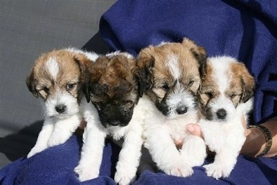 A litter of white with tan Jackie-Bichon puppies are being held in a row the lap of a person in a blue Snuggie