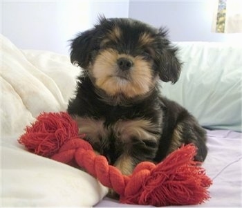 A tiny black with tan Jarkie puppy is laying on a bed with a red rope toy in front of it that is almost as big as the puppy.