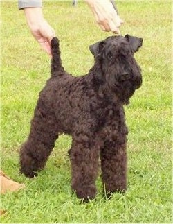A black Kerry Blue Terrier is standing in grass with a person posing the dog in a show stack.