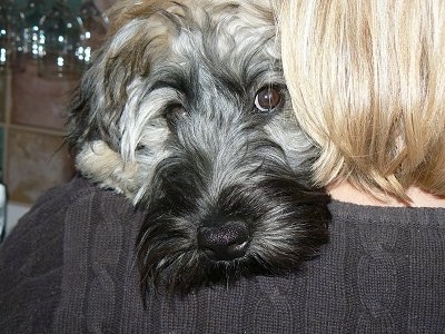 Close Up head shot - A tan and black Kerry Wheaten dog with his head over the shoulder of a lady with blonde hair