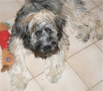 A shaggy tan and black Kerry Wheaten is laying on a tan tiled floor next to its reindeer plush toy.