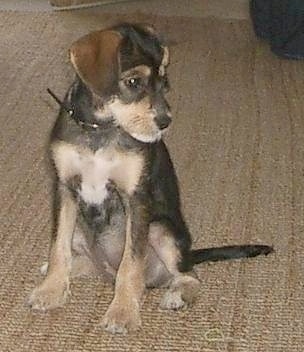 A black and tan with white King Schnauzer is sitting on a tan carpet and looking to the right