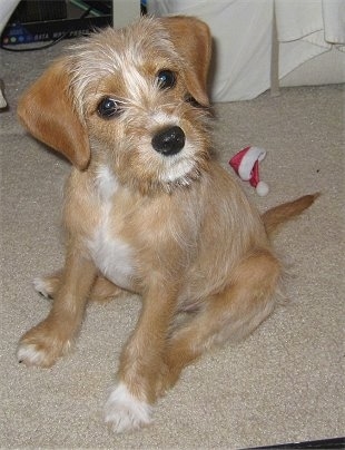 A tan with white King Schnauzer is sitting on a tan carpet with a small Santa hat behind it