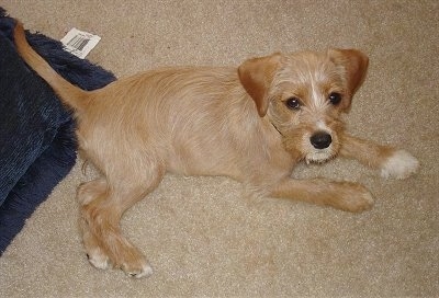 A tan with white King Schnauzer is laying on a tan carpet with a blue pillow behind it.