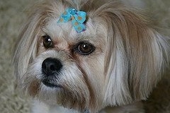 Close Up - A tan with white La Pom is laying on a tan carpet