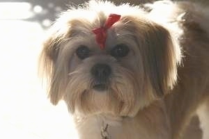 Close Up upper body shot - A tan with white La Pom is wearing a red ribbon in its top knot standing outside on concrete