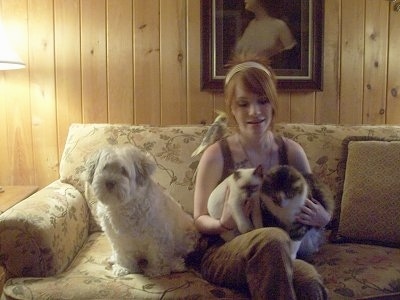 A white Lowchen is sitting next to a lady on a tan couch in front of a wooden wall of a living room with a portrait painting on the wall. The lady is holding two cats in her lap. There is a yellow and gray bird on her shoulder