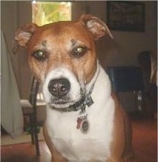 Close up front view of head and chest - A brown with white Beagle/Pitbull mix is standing on a hardwood floor and looking forward.