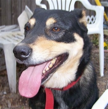 Close up head shot - A black with tan Labraheeler is sitting in dirt with plastic chairs behind it.