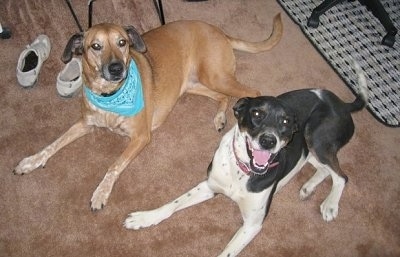 View from the top looking down at two dogs who are both laying on a tan carpet - A tan Rhodesian Ridgeback mix wearing a teal-blue bandana with a pair of white sneakers behind it is laying next to a black and white Greyhound mix who has its mouth open looking like it is smiling. They are both looking up.