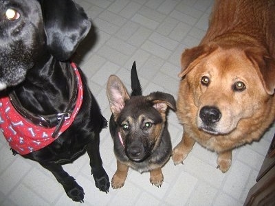 View from the top looking down of three dogs in a row on a white tiled floor
